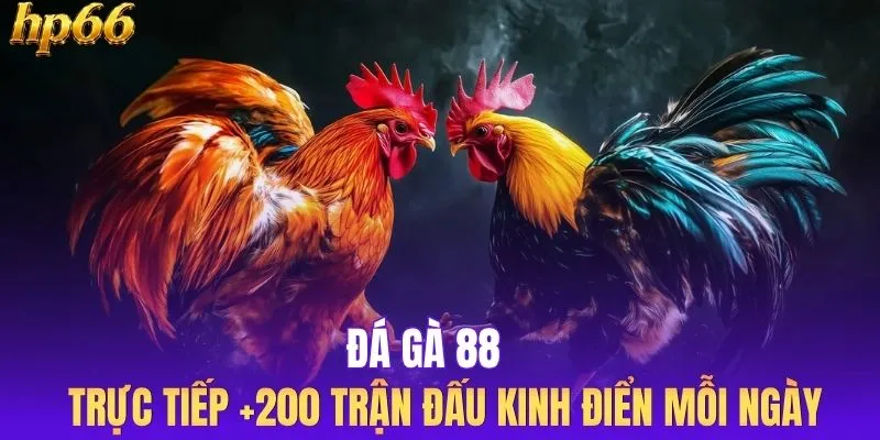 Đá Gà 88 - Trực Tiếp +200 Trận Đấu Kinh Điển Mỗi Ngày
