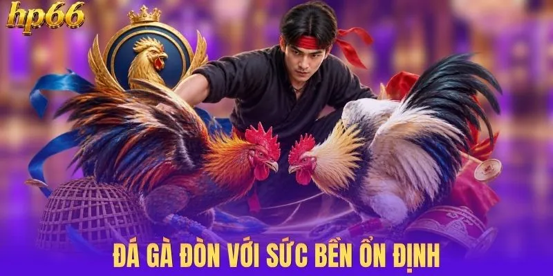 Gà đòn truyền thống sức bền ổn định