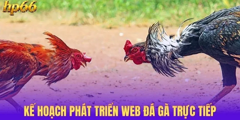 Kế hoạch phát triển web đá gà trực tiếp