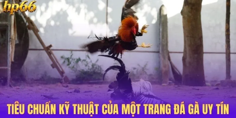 Tiêu chuẩn kỹ thuật của một trang đá gà uy tín